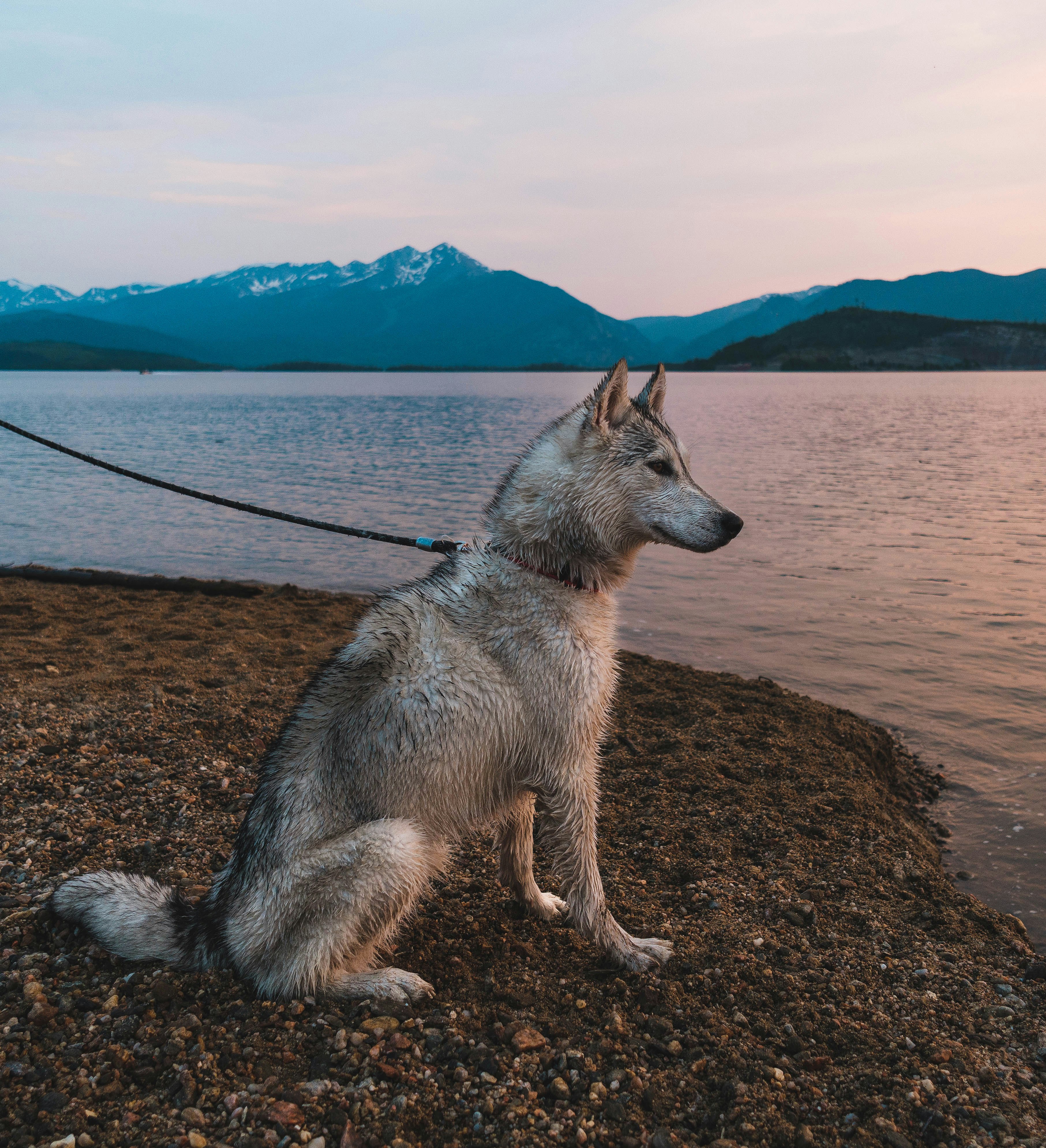 white and gray wolf on brown sand near body of water during daytime